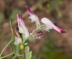 Ramping fumitory